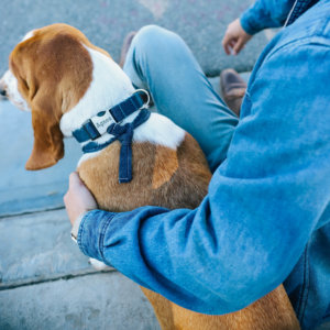 basset hound denim dog collar