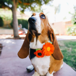 basset hound orange dog collar flower