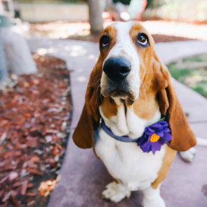 basset hound dog collar flower purple