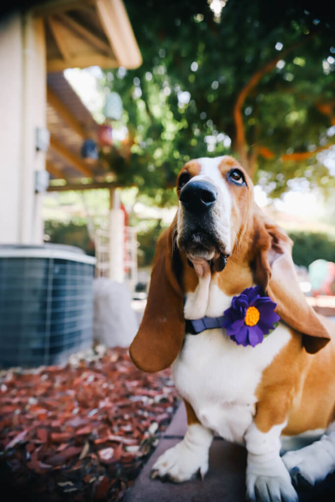 basset hound purple lotus flower
