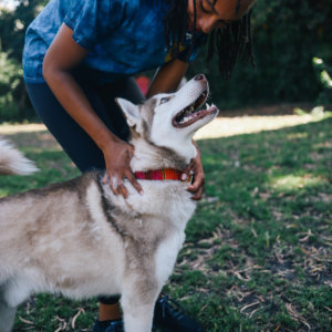 fiesta dog collar husky