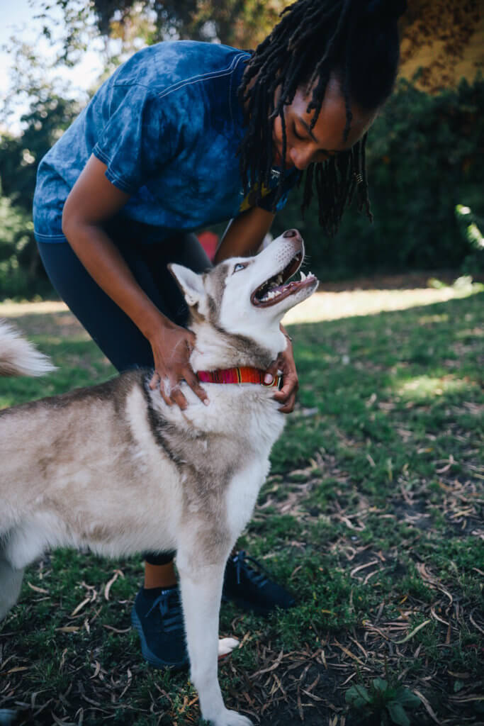 fiesta dog collar husky