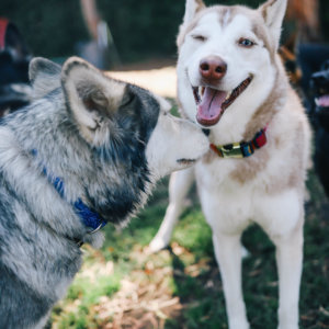 fiesta dog collar husky wink