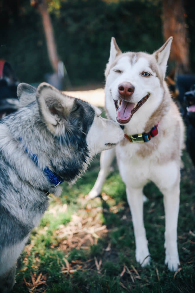 fiesta dog collar husky wink