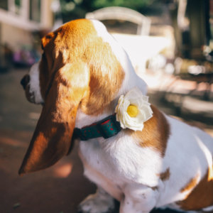 basset hound in eve holiday collar joy christmas collar