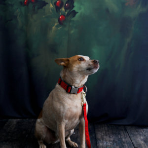 fox eve ribbon christmas collar wide 1.5