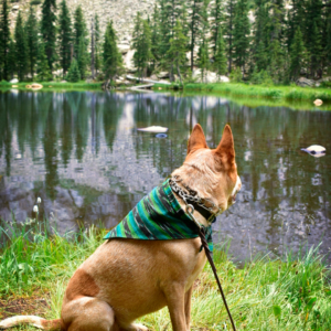 fox lake Guatemalan bandana palmo