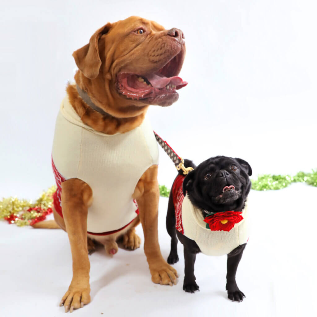 frank sesame holiday collars joy