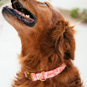 golden retriever with stormi holiday dog collar
