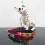 Halloween Dog Collar -- Black Bat Print