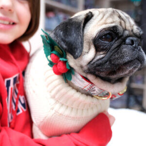 mistletoe holly dog collar accesory