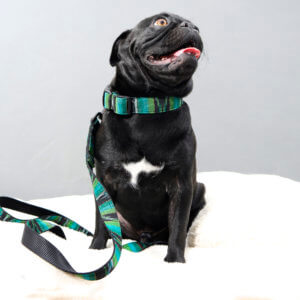 pug green dog collar greg palmo Guatemalan