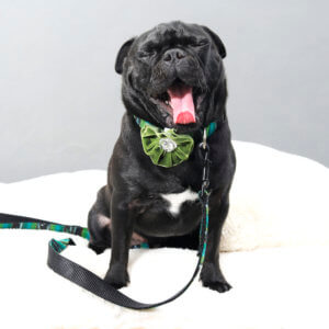 pug green dog collar flower greg palmo