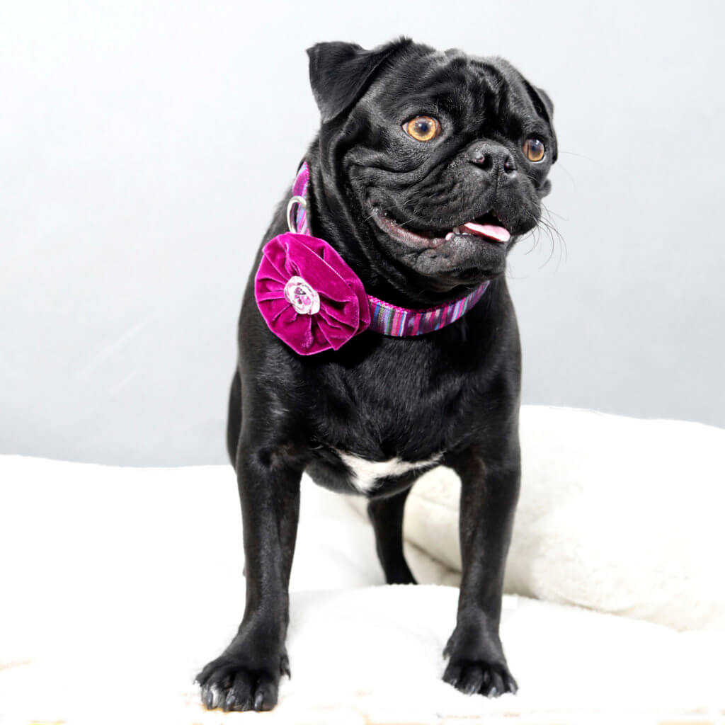 pug purple dog collar flower greg and concha