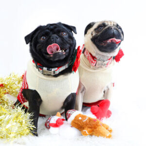 winter berry and stormi on lemon and sesame pugs