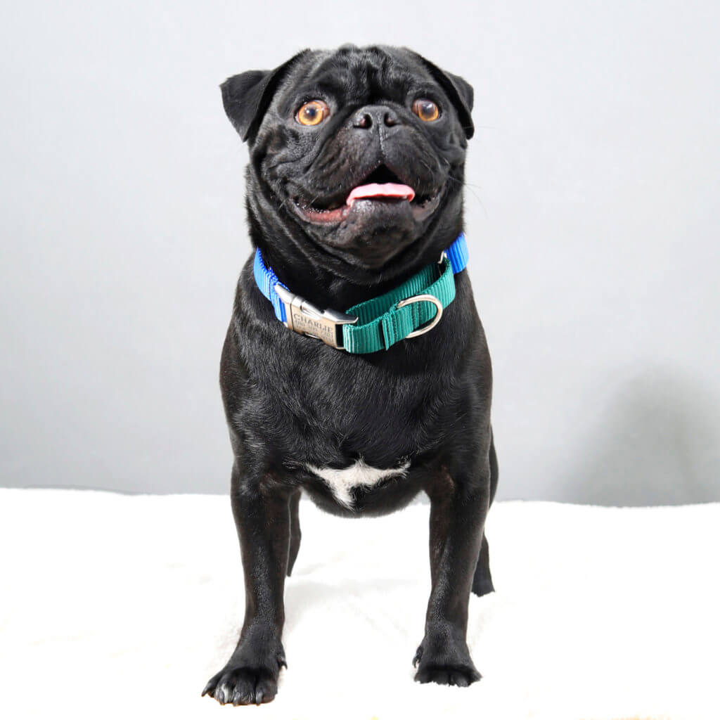 two tone martingale greg pug royal and green