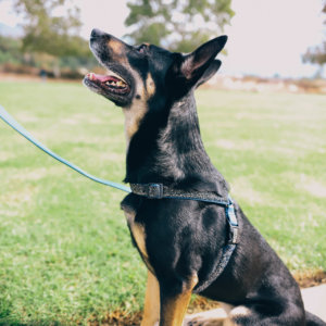 Starlight harness ellie velvet easy on