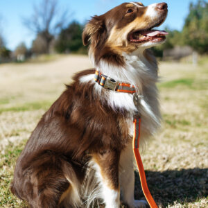 Baxter Aussie sewn reflective biothane dog collar and leash
