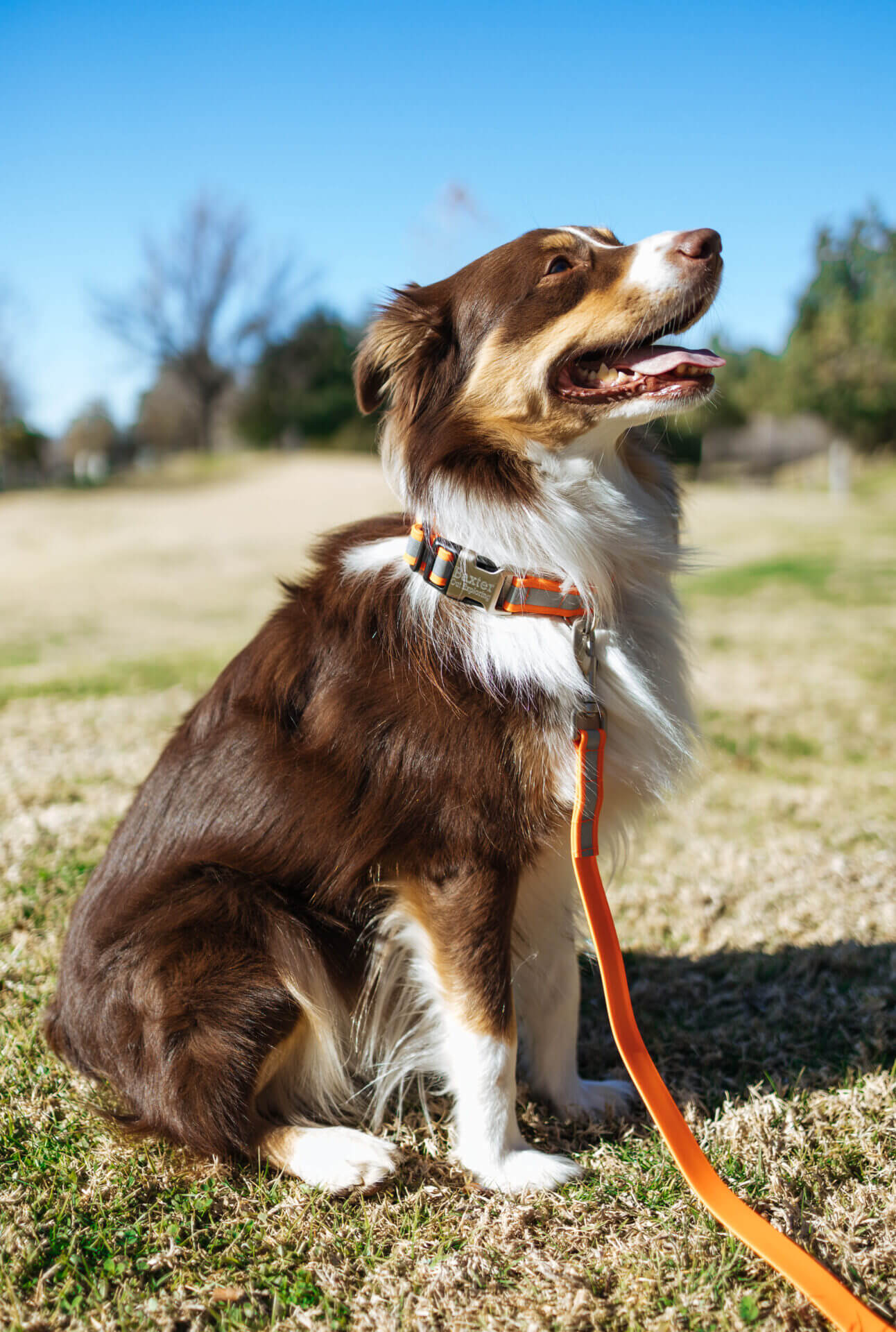 Virginia Cavaliers Pet Reflective Nylon Collar - Large