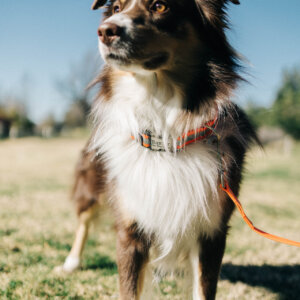 Baxter Standing orange reflective collar Aussie