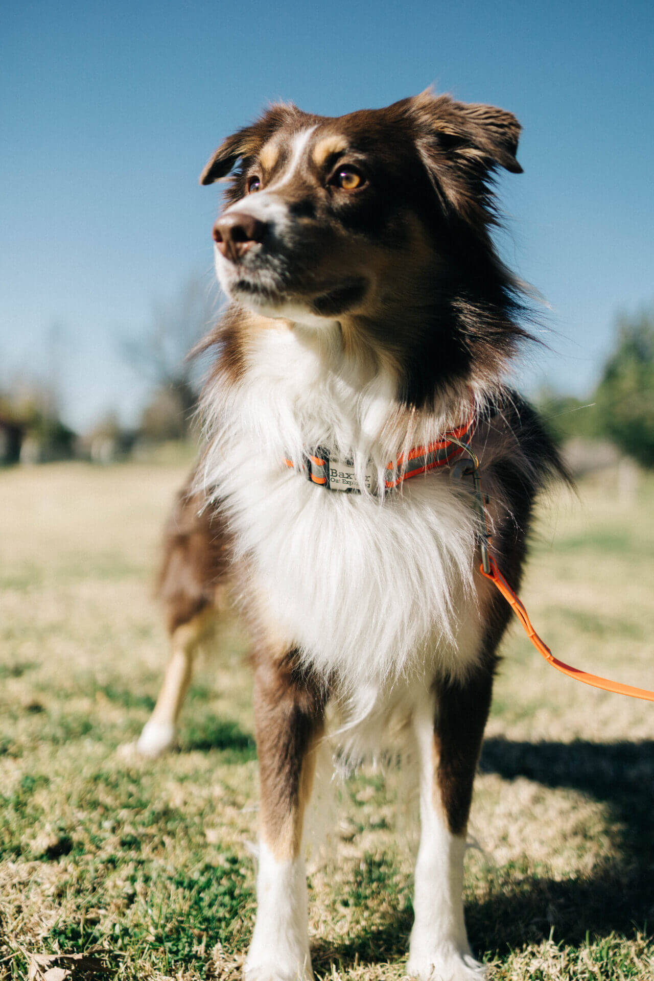 Lightweight Biothane Reflective Waterproof Dog Collar