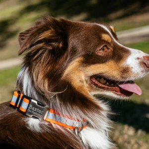 Baxter close up orange reflective lightweight dog collar