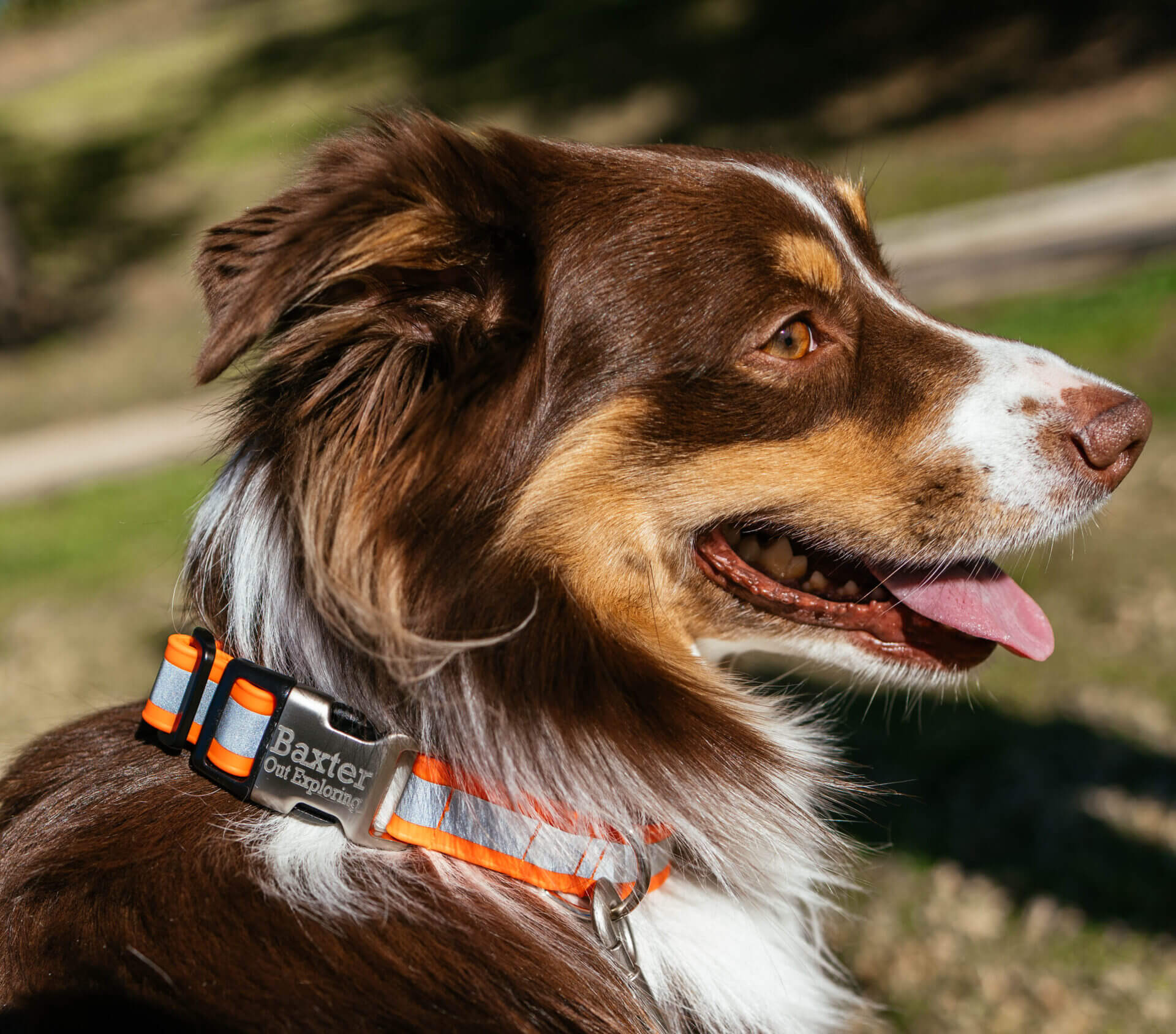 Lightweight Biothane Waterproof Reflective Dog Collar with Nameplate