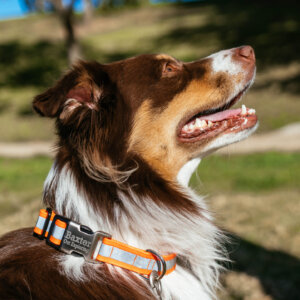 Baxter profile sewn reflective dog collar
