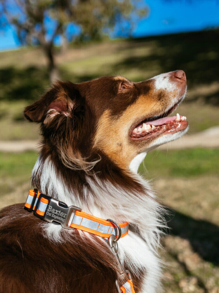 Baxter profile sewn reflective dog collar