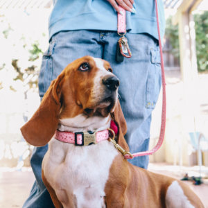 Lacey valentines on basset hound matching key chain