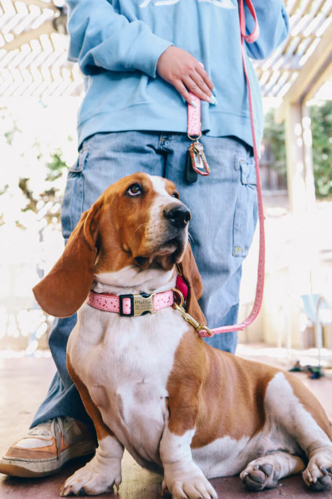 Lacey valentines on basset hound matching key chain