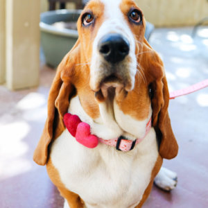 basset with hearts eve lace ribbon dog collar