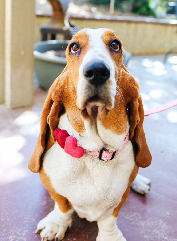 basset with hearts eve lace ribbon dog collar