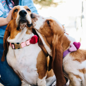 bassets valentines kiss eve lace and felt hearts