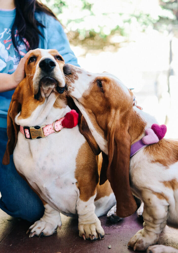 bassets valentines kiss eve lace and felt hearts