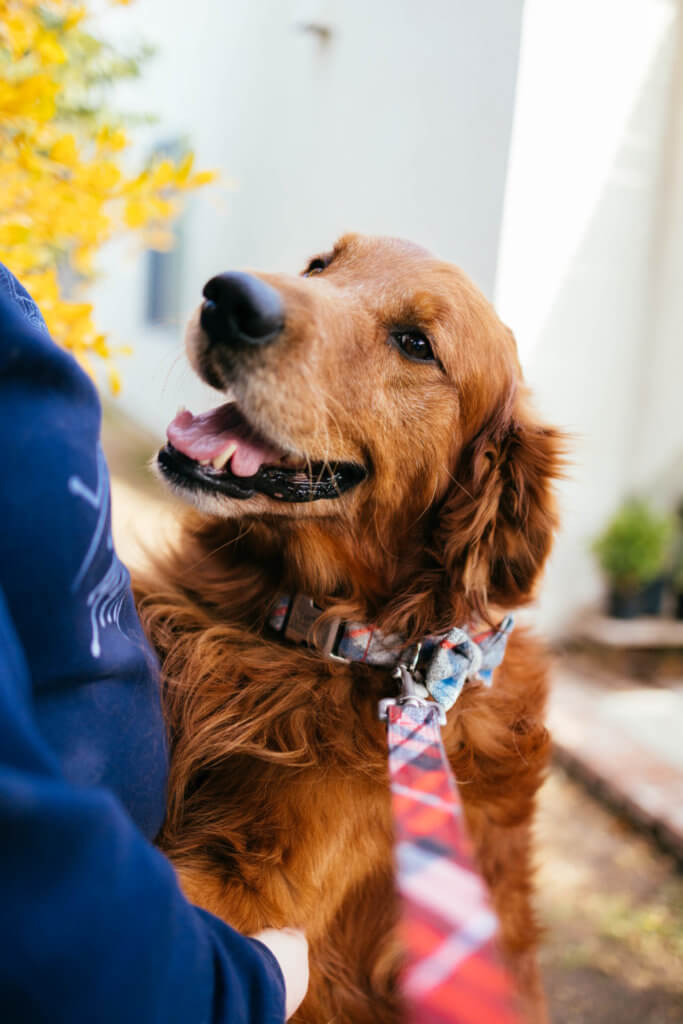 golden retriever flannel pjs dog collar