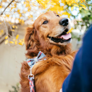 golden retriever flannel pjs bow tie