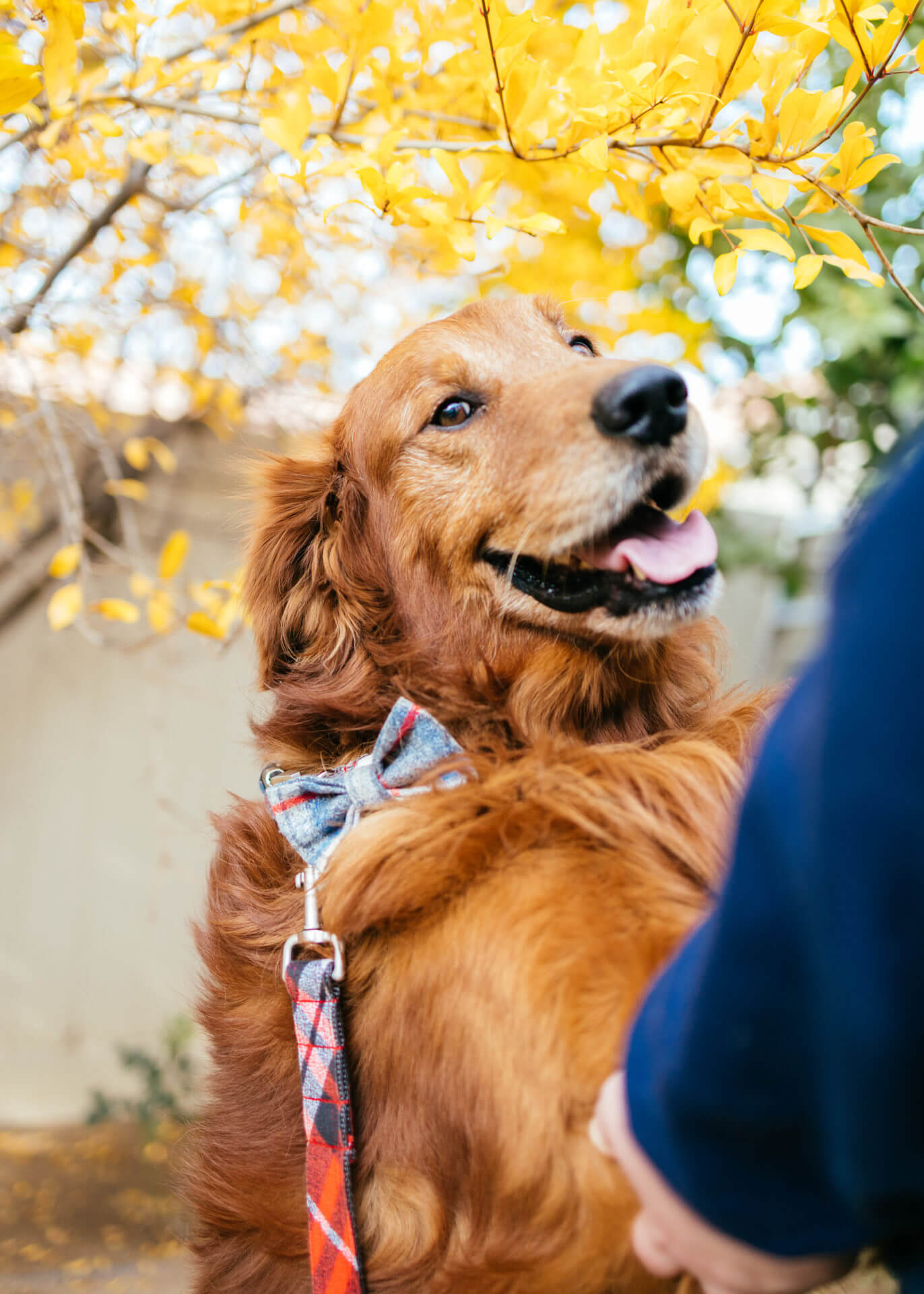 golden retriever flannel pjs bow tie