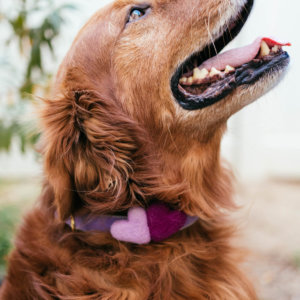 golden retriever purple hearts violet velvet dog collar
