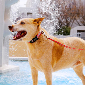 red waterproof relflective dog collar fox