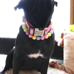 reflective biothane personalized collar pug