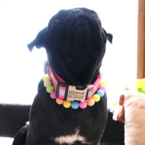reflective biothane personalized collar pug square pink