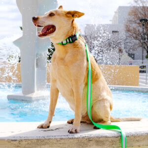waterproof reflective dog collar fox