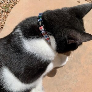 Rosco Engraved Jetson Cat Collar