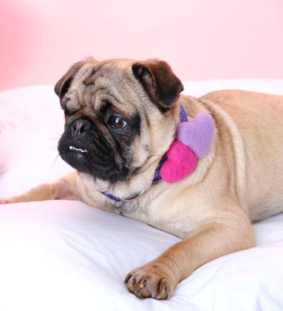 pug valentine hearts lilac glitter