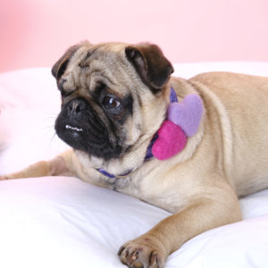 Lav pug valentine hearts glitter lilac