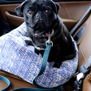 Sesame Pug in waterproof biothane Seatbelt leash car dog lead