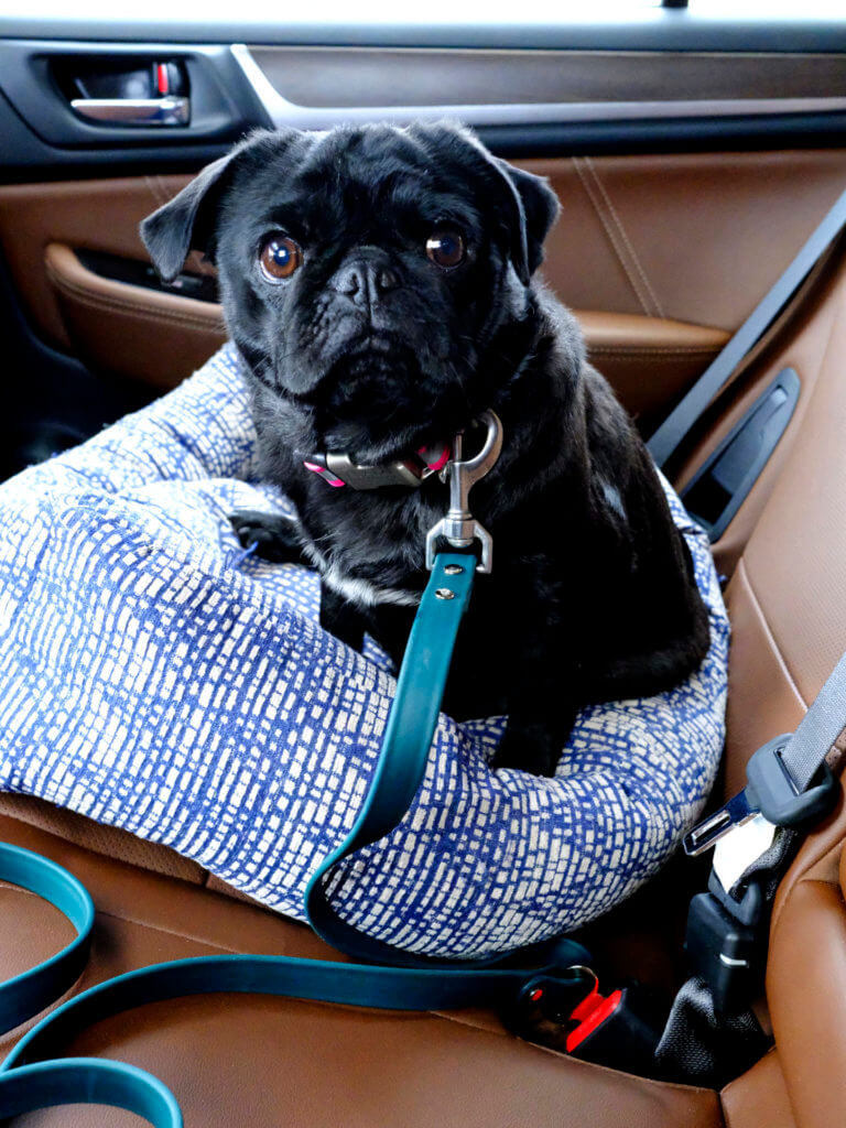 Sesame Pug in waterproof biothane Seatbelt leash car dog lead