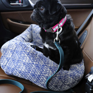 Sesame Pug in waterproof biothane Seatbelt leash car dog lead