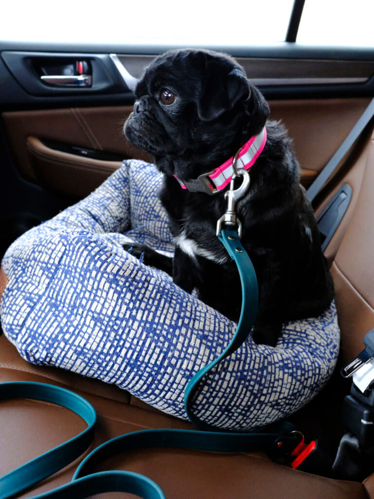 Sesame Pug in waterproof biothane Seatbelt leash car dog lead